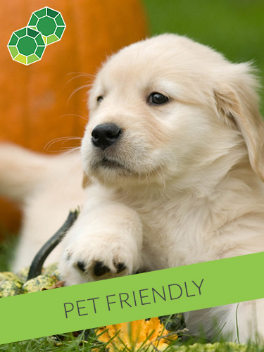 Emerald Suites VALLEY VIEW | Extended Stay Apartment Rentals | We Welcome Pets